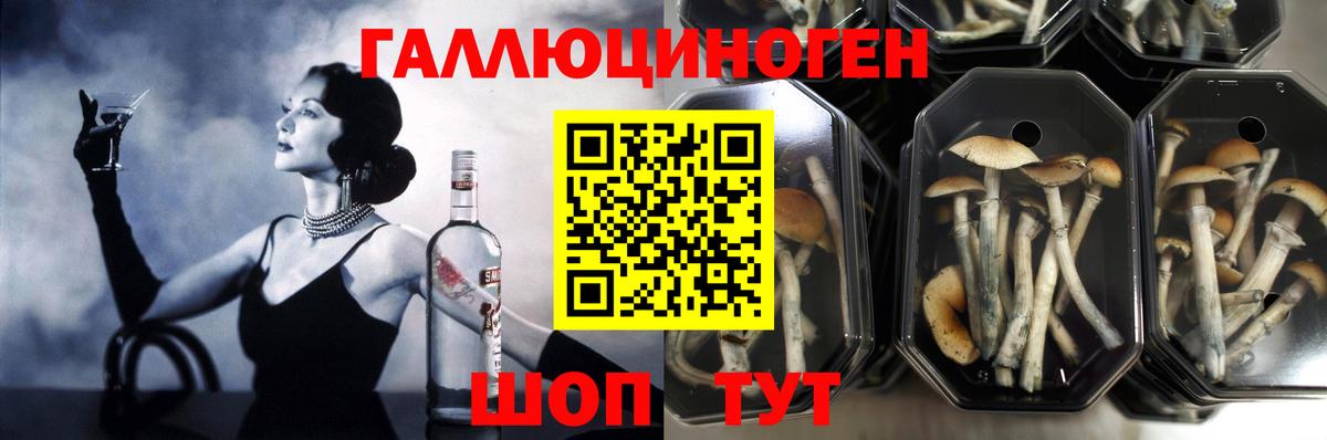 Галлюциногенные грибы Psilocybe Кирово-Чепецк